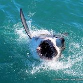 International Marine Volunteers